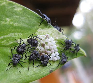 Monday macrobug: baby stinkbugs - Mountain Beltway - AGU Blogosphere