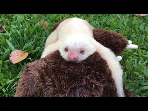 Abandoned White Sloth Clings to Stuffed Animal for Emotional Support - YouTube