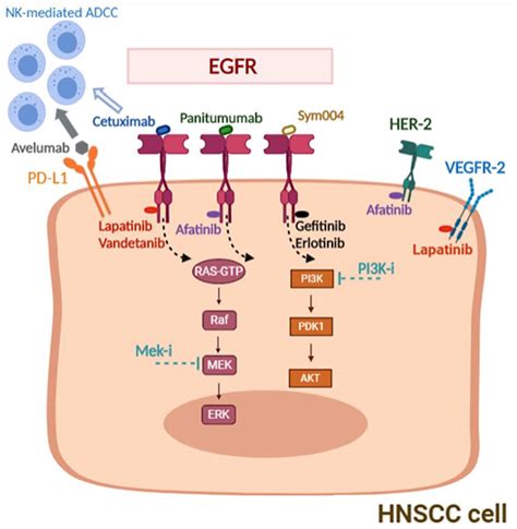 EGFR pathway and targets for combination strategies in HNSCC. EGFR,... | Download Scientific Diagram