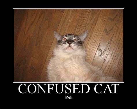 confused cat is confused | Noah Sussman | Flickr