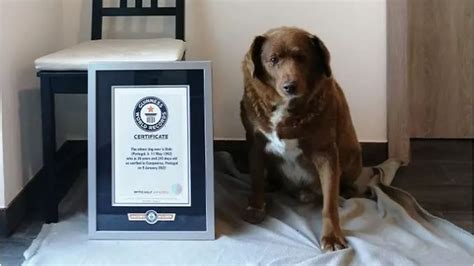 Bobi: 'Oldest ever dog' loses title as investigation launched by Guinness World Records ...