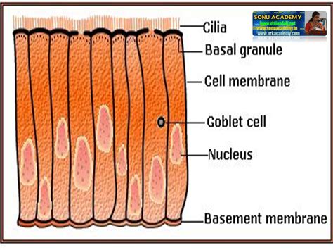 SONU ACADEMY: ANIMAL TISSUES- EPITHELIAL TISSUE-TEXT