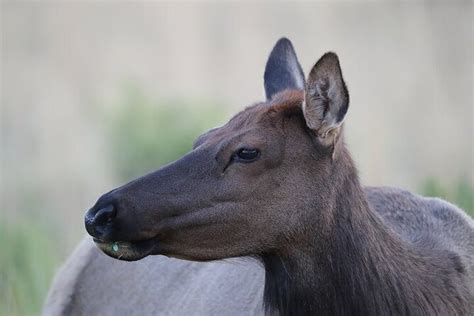 Private Wildlife Tour in Great Smoky Mountains National Park 2024 ...