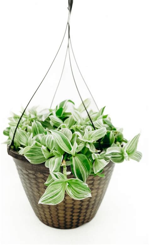 Amazon.com : 12 in. Tradescantia Zebrina Hanging Basket Plant (Green ...