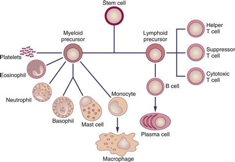 Biologic Response Modifiers | Basicmedical Key