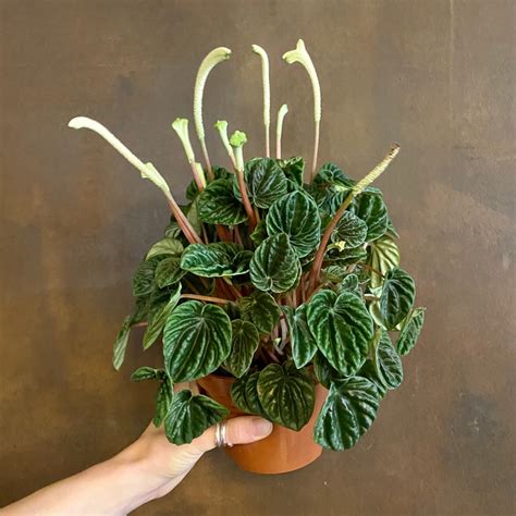 Peperomia caperata ‘Lilian’ - grow urban.