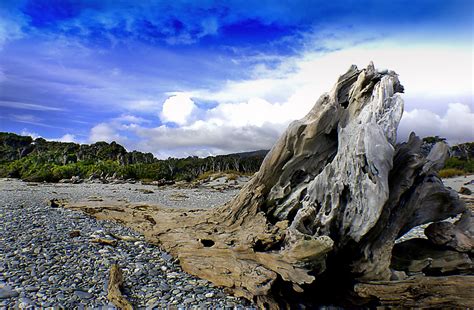 Free Images : landscape, driftwood, sea, coast, tree, water, nature ...