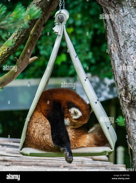 Sleeping Red Panda Stock Photo - Alamy