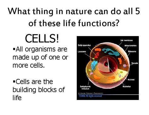 Characteristics of Living Things Cell Theory Living things