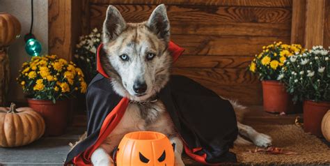 53 Best Dog Costume Ideas - DIY Pet Halloween Costumes