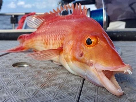 Eastern Pigfish - Sydney Premium Charters