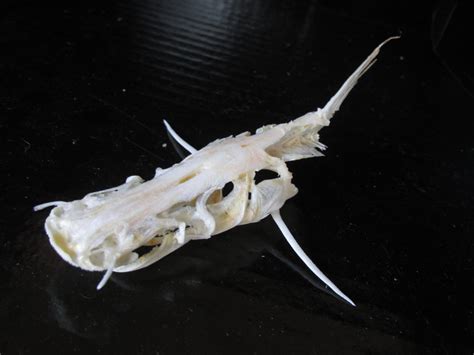 Free photo: Marble Catfish Skeleton - Bones, Catfish, Marble - Free Download - Jooinn