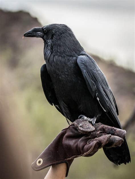 Chihuahuan Raven