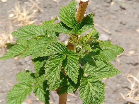 Raspberry Plants – Woodstock Nursery Garden & Landscape Center