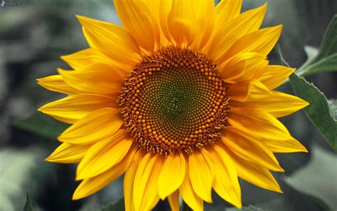 girasol - Pesquisa Google Wallpapers Flowers, Hd Flower Wallpaper ...