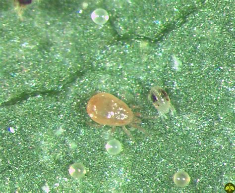 Californicus for Spider Mite Control