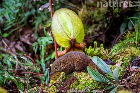 Nature Picture Library Mountain tree shrew (Tupaia montana) feeding on nectar secreted by the ...