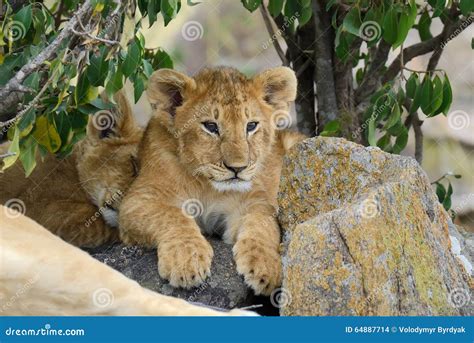 African lion cub stock photo. Image of safari, feline - 64887714