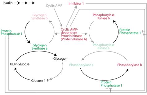 GLYCOGEN SYNTHESIS & DEGRADATION