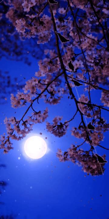 the full moon shines brightly above cherry blossoms