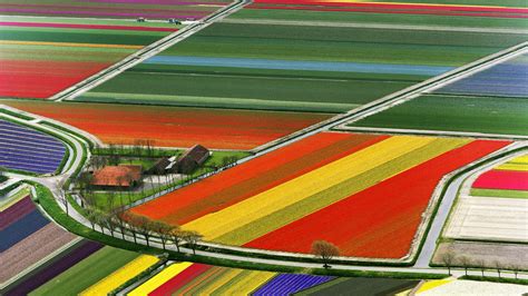 2 Amsterdam The Netherlands-Tulip Field wallpaper - 1920x1080 download ...