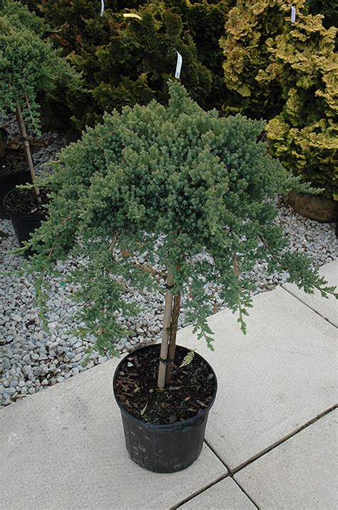 Dwarf Japanese garden Juniper (tree form) (Juniperus procumbens 'Nana ...