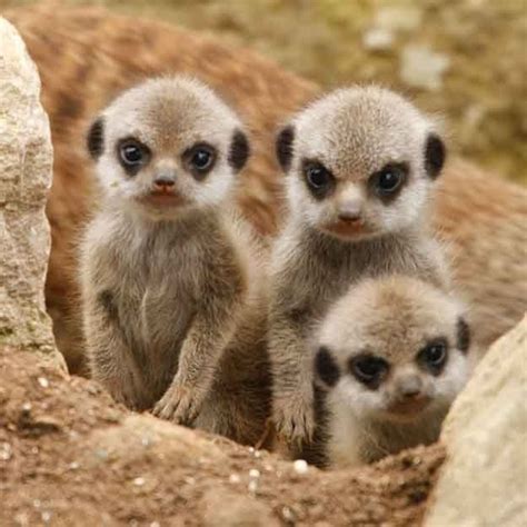 33 Animals Who Are Extremely Disappointed In You | Baby animals pictures, Baby meerkat, Cute ...