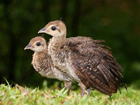 Peacock Chicks stock photo. Image of young, peacock, wild - 61289644