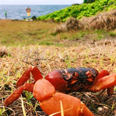 Christmas Island National Park: Top Tips Before You Go | UPDATED 2017