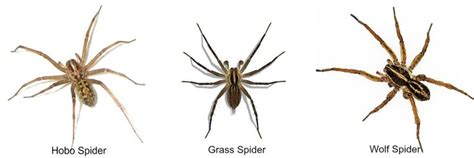 Spider Identification: Hobo Spider vs Grass Spider vs Wolf Spider | Wolf spider, Brown recluse ...