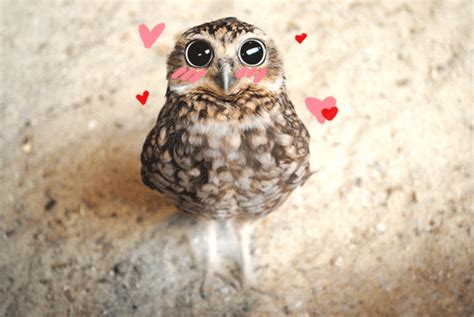 owl animation owls gif | WiffleGif