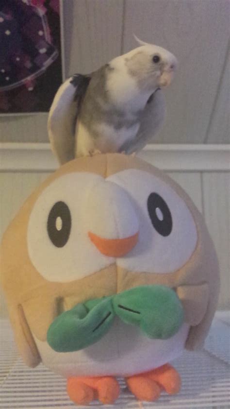 here there be birbs — Bird on a borb!!!