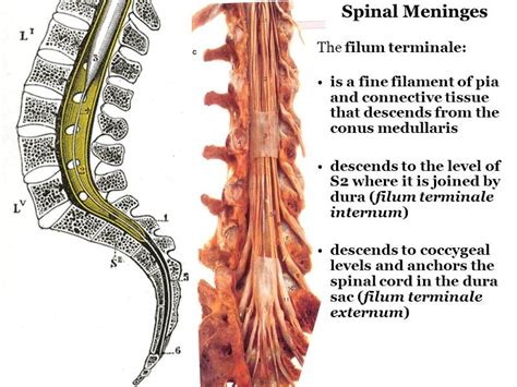 Print The spinal cord and tracts flashcards | Easy Notecards