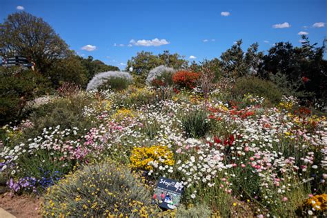 Passionate Kings Park volunteers lead wildflower tour - Government ...