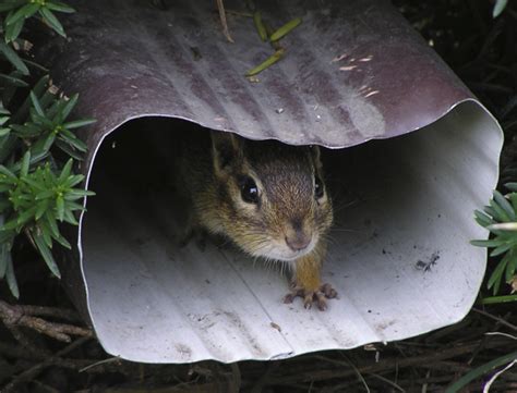 12 adorable animals playing hide and seek - Life Death Prizes