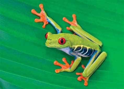 Keeping and Breeding Red-eyed Treefrogs - Reptiles Magazine