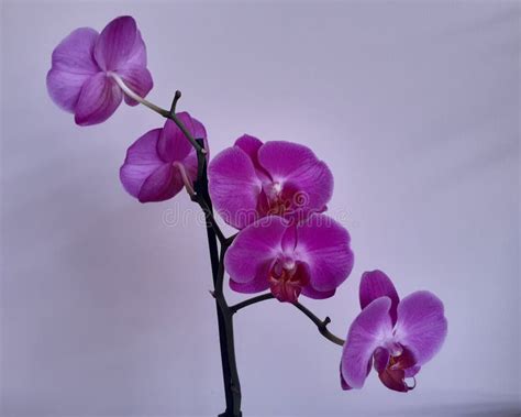 Purple Orchids on Pink Background Stock Photo - Image of abstract, creative: 185203608