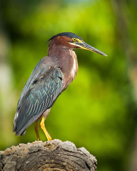 Green Heron | Green heron, Pet birds, World birds