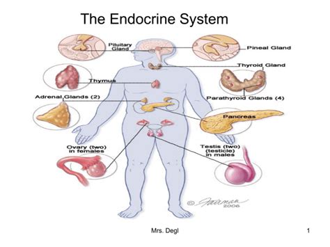 Human Endocrine System