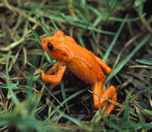 Golden Toad | Extinct Animals