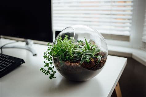 Creating the Best Office Desk | Greenery for Desk Jockeys –Plants in a box