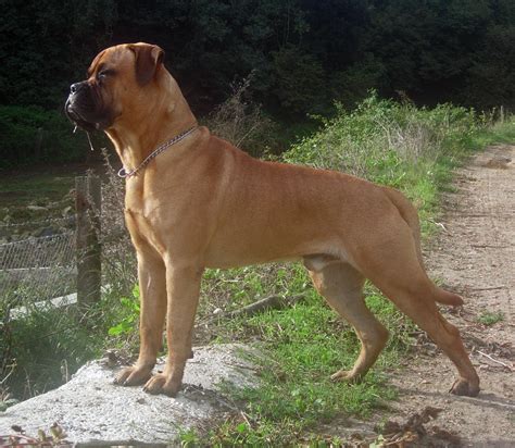 Bullmastiff - Wikipedia