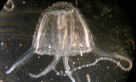 Fisherman suffers unusual irukandji jellyfish sting | Daily Mercury