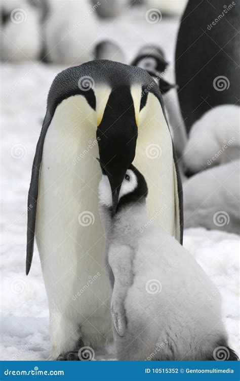 Emperor Penguins (Aptenodytes Forsteri) Stock Photo - Image of pole ...