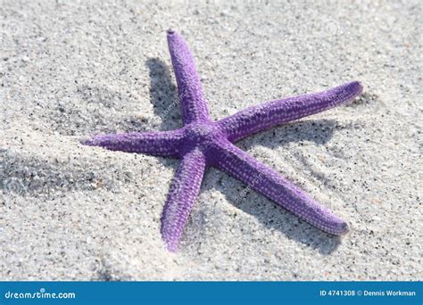 Purple Starfish Royalty Free Stock Photos - Image: 4741308