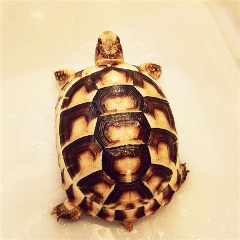 Marginated tortoise – V Reptiles