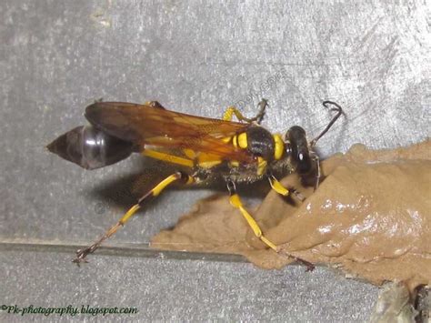 Mud Dauber Wasp | Nature, Cultural, and Travel Photography Blog