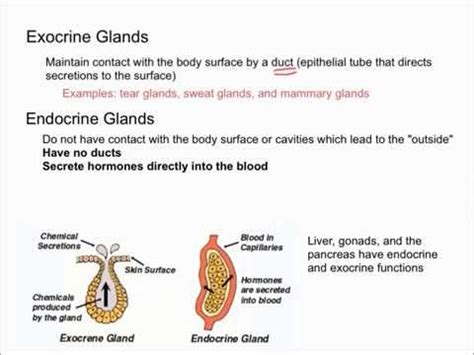 Endocrine 1, Exocrine and endocrine glands | Doovi