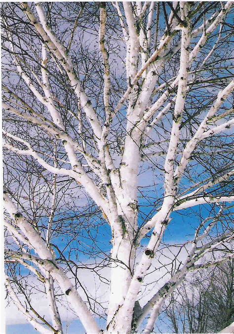 Himalayan Birch Tree in Winter - New England Today