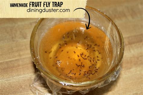 Fruit Fly Trap - Dining Duster